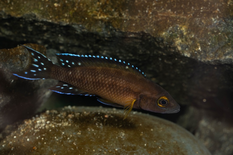 Neolamprologus buescheri 'Kamakonde'